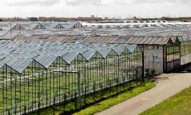 Den Haag wil dat arbeidsmigranten in Westland gaan wonen